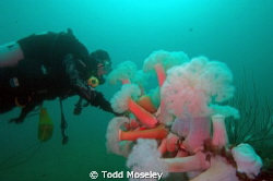 Diver looking at the metridians on the bow of the yukon w... by Todd Moseley 